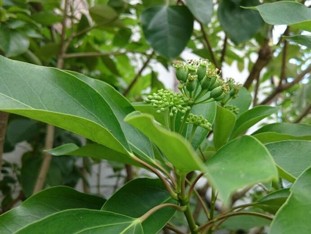 カクレミノ　蕾