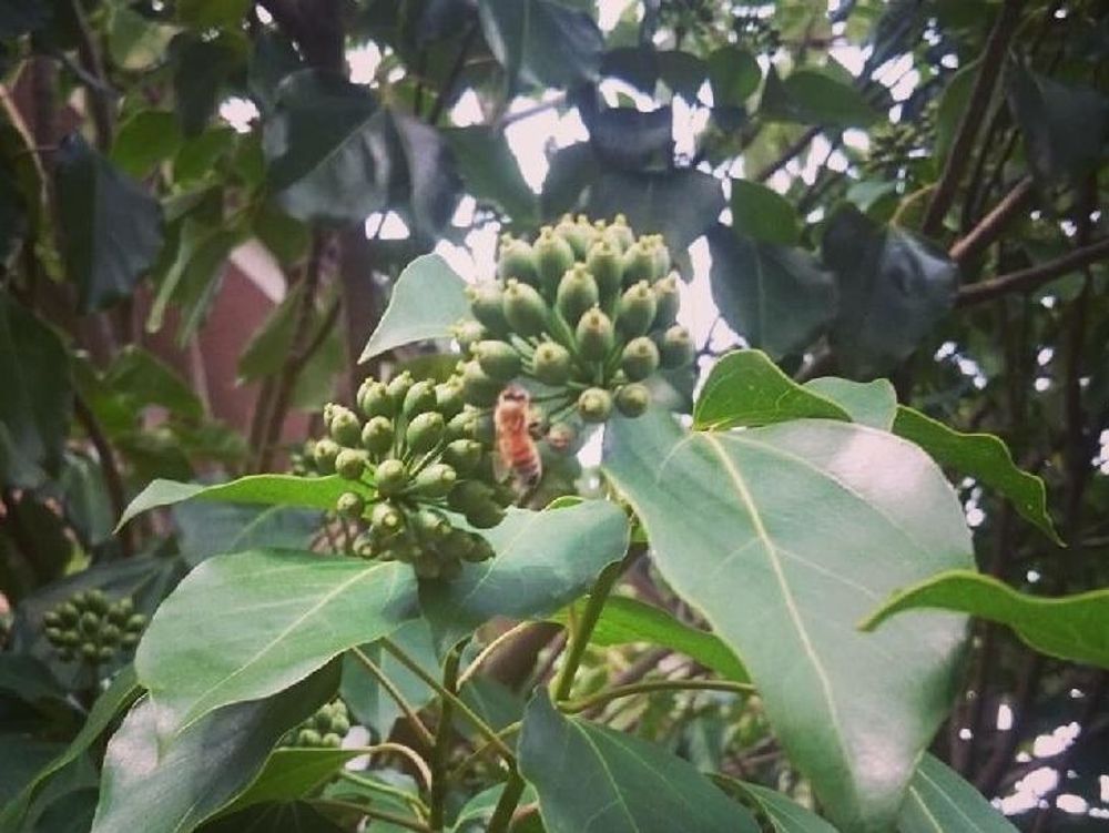 カクレミノ　蕾