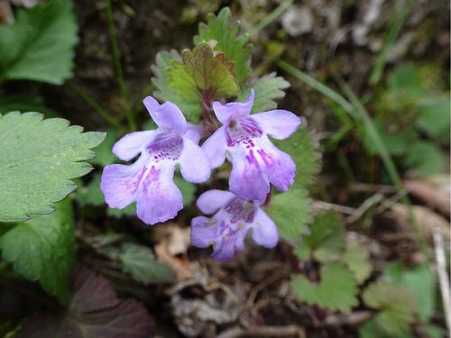 カキドオシの育て方 植え付けや植え替えの時期は Greensnap グリーンスナップ