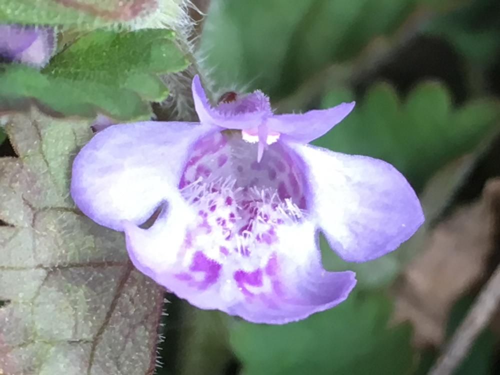 カキドオシ　紫色の花
