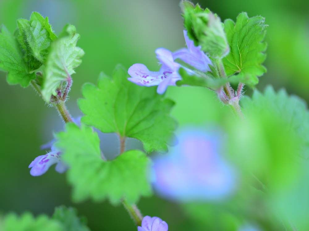 カキドオシ　紫色の花