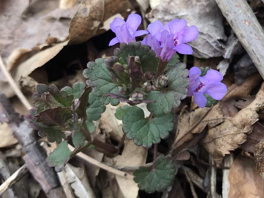 カキドオシ　地植え　紫色の花