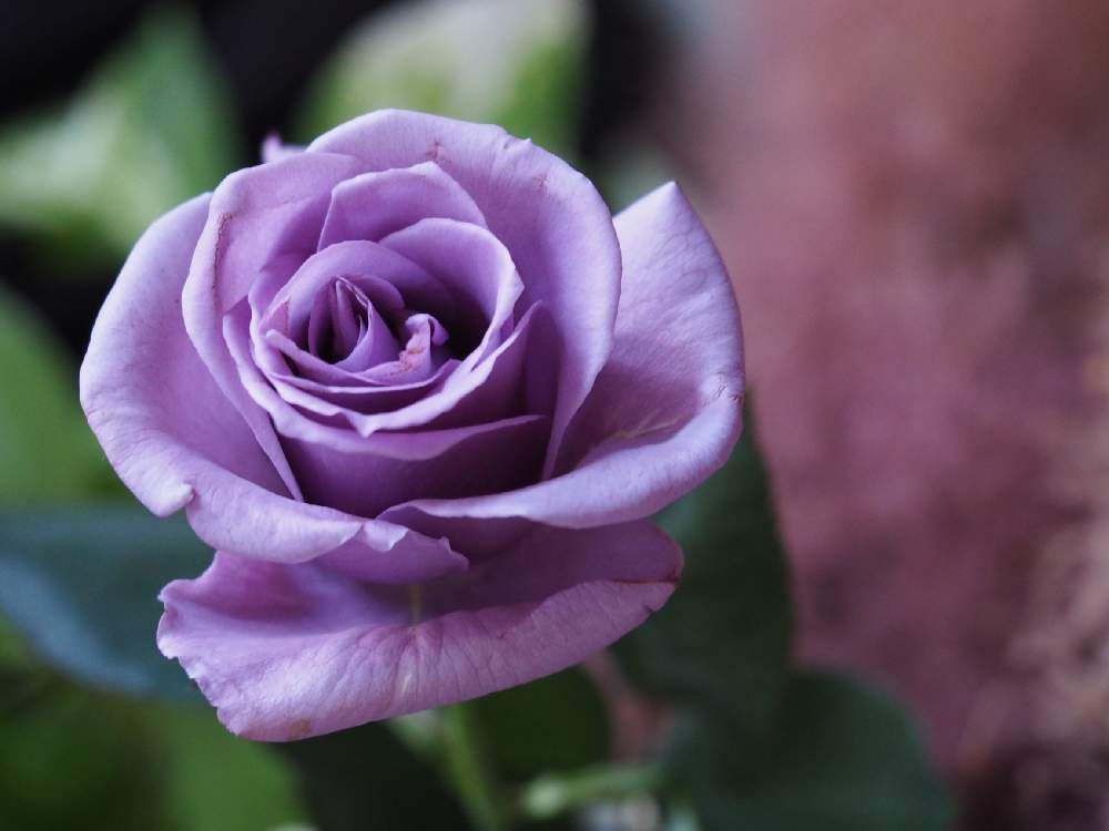 バラ　薔薇　ばら　紫
