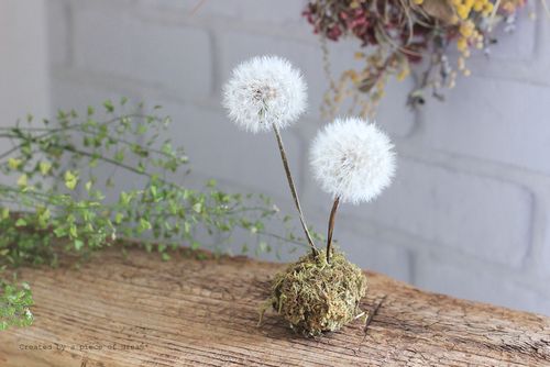 簡単diy Vol たんぽぽの綿毛のドライフラワー 雑貨の作り方 Greensnap グリーンスナップ