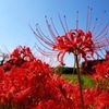 彼岸花の花言葉｜怖い意味や不吉な言い伝えとは？青い彼岸花の花言葉は？の画像
