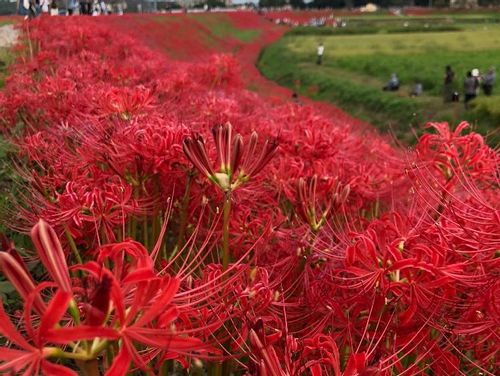 彼岸花 ヒガンバナ の花言葉 不吉な意味はある どんな別名がある Greensnap グリーンスナップ