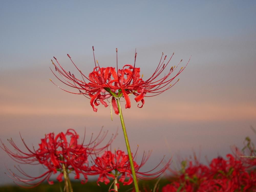 彼岸花(ヒガンバナ)　赤い花　夕暮れ