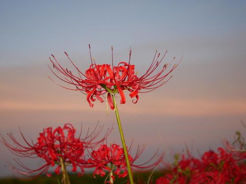 彼岸花 ヒガンバナ の花言葉 怖い意味はある 花の別名が不吉といわれる理由 Greensnap グリーンスナップ