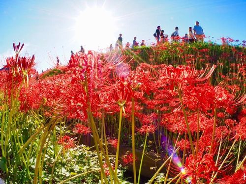 彼岸花 ヒガンバナ の花言葉 不吉な意味はある どんな別名がある Greensnap グリーンスナップ 彼岸花 ヒガンバナ の花言葉 不吉な意味はある どんな別名がある Greensnap グリーンスナップ