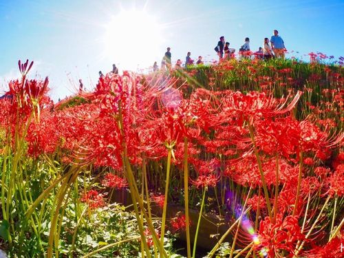 彼岸花 ヒガンバナ の花言葉 不吉な意味はある どんな別名がある Greensnap グリーンスナップ