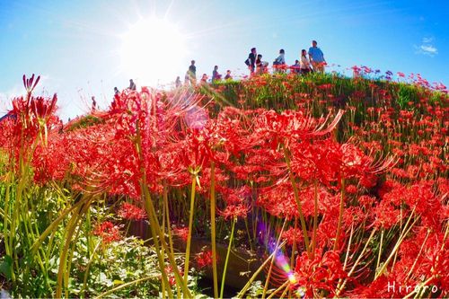 彼岸花 ヒガンバナ の花言葉 不吉な意味はある どんな別名がある Greensnap グリーンスナップ