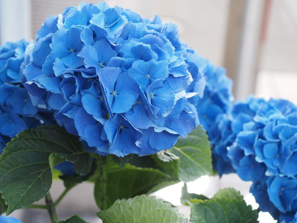 青い 花