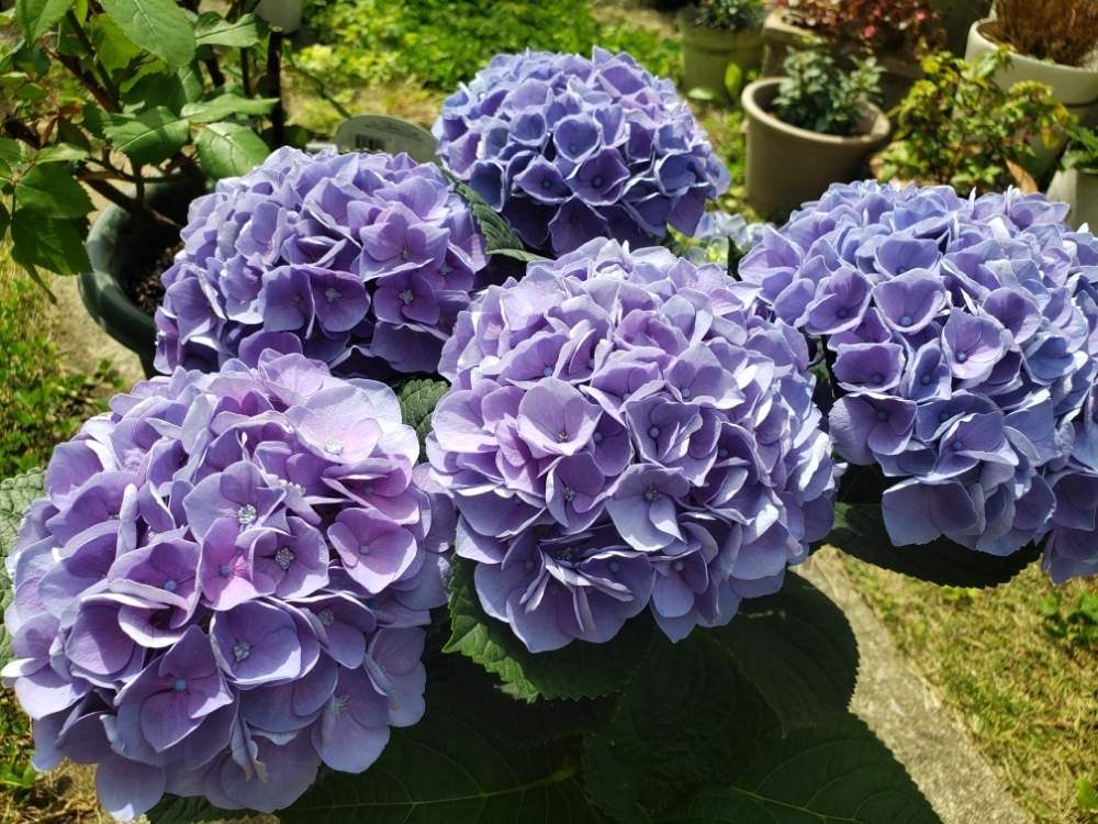 アジサイ 紫陽花 の花言葉 色別の意味や由来とは 花の特徴は Greensnap グリーンスナップ