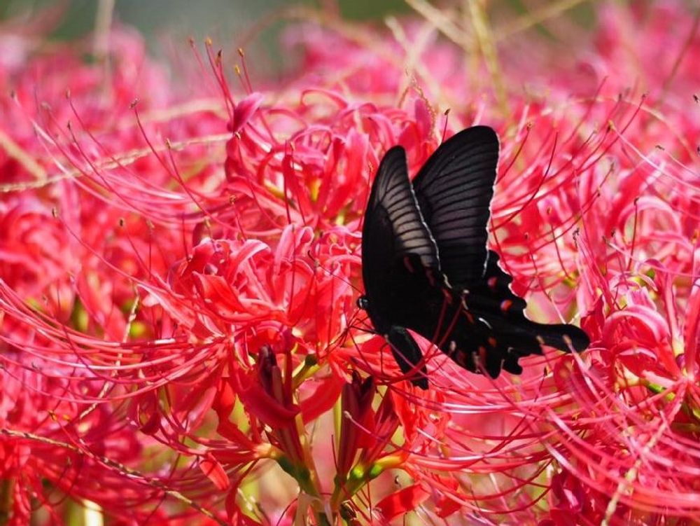 彼岸花　ヒガンバナ　曼珠沙華　赤い花