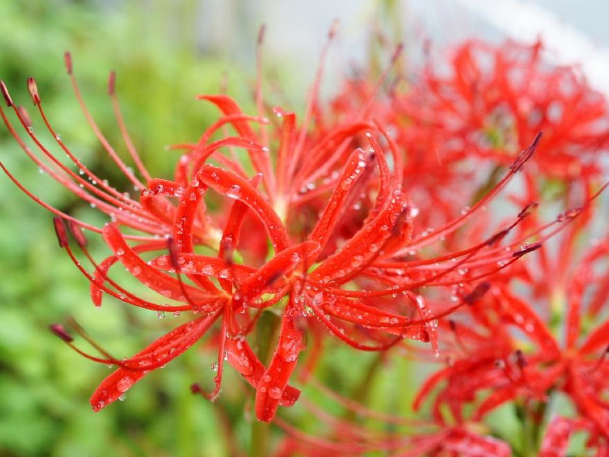 彼岸花 ヒガンバナ の花言葉 怖い意味はある 花の別名が不吉といわれる理由 Greensnap グリーンスナップ