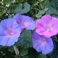 朝顔（アサガオ）の花言葉の画像