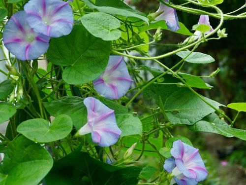 アサガオ 朝顔 の花言葉 怖い意味もあるの 色ごとの意味や見頃の季節は Greensnap グリーンスナップ