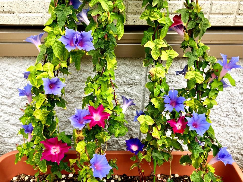 朝顔　あさがお　アサガオ