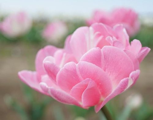 チューリップの花言葉 色 本数 種類別の意味は 開花時期や種類は Greensnap グリーンスナップ
