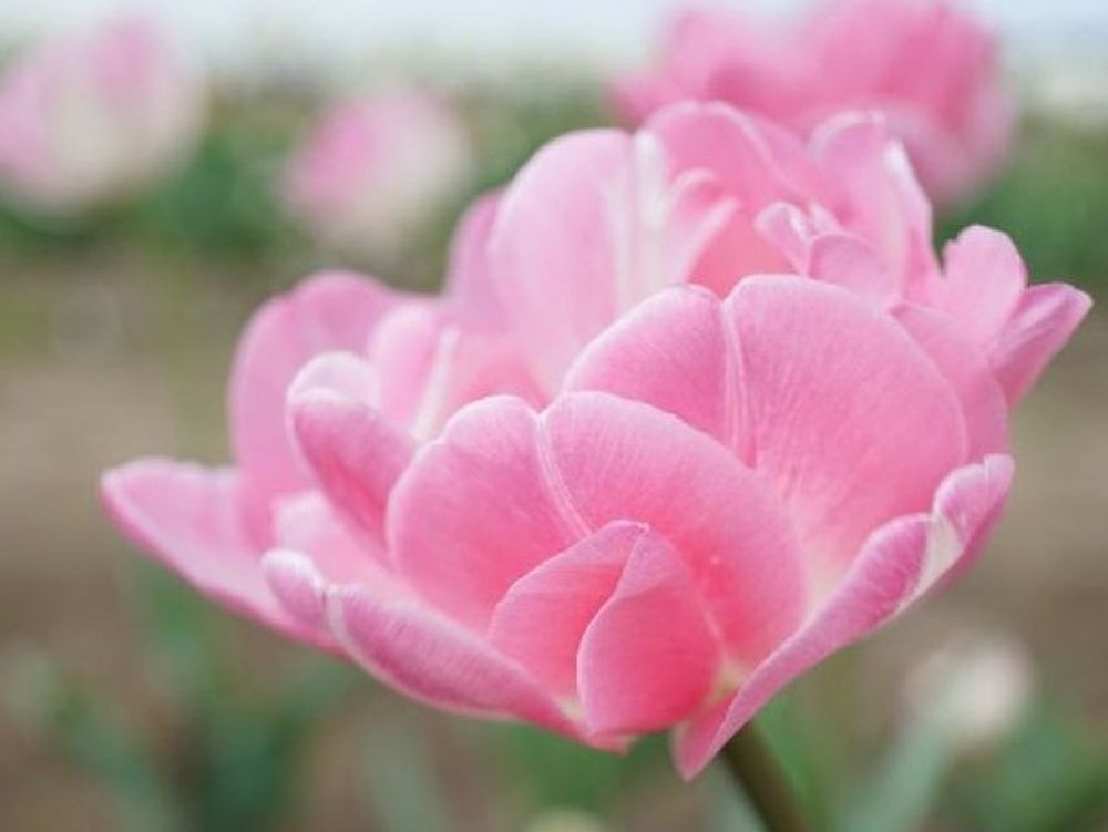 チューリップ　ピンク色の花