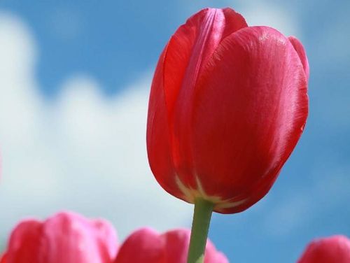 チューリップの花言葉 色 本数 種類別の意味は 花の季節はいつ Greensnap グリーンスナップ