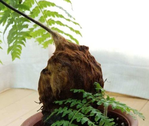 タカワラビ 枯れた 観葉植物 希少ゴールデンチャウチャウ受皿付 園芸 