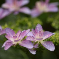 今週の人気『みどりのまとめ』5選！令和元年の紫陽花　長慶寺 / 2Lペットボトルを使った生ミズゴケの栽培 などの画像