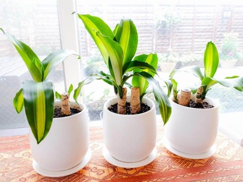 カインズおススメ 空気清浄効果のある植物5選をご紹介 Greensnap グリーンスナップ