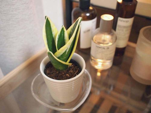 カインズおススメ 空気清浄効果のある植物5選をご紹介 Greensnap グリーンスナップ