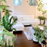 カインズおススメ！空気清浄効果のある植物5選をご紹介♪の画像