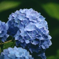 今週の人気『みどりのまとめ』5選！あじさい特集♪ 御霊神社から 長谷寺へ•*¨*•.¸¸♬︎ / 舞鶴自然文化園アジサイまつり などの画像