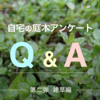 自宅の庭木アンケートQ＆A　第二弾【雑草編】の画像