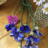今週の人気『みどりのまとめ』5選！押花万華鏡 / ミックスフラワーの種から育て奮闘記！！小さな庭で種から21種類の花が咲きました！ などの画像