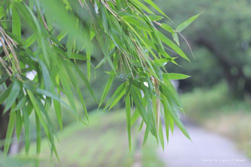 簡単diy Vol 21 養生テープで七夕飾りと笹船 作り方 Greensnap グリーンスナップ