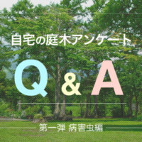 自宅の庭木アンケートQ＆A　第一弾【病害虫編】の画像