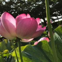 今週の人気『みどりのまとめ』5選！夏の定番 紫蘇ジュース / ハスの花?? などの画像