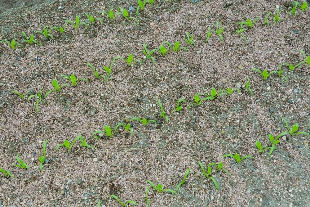 ホウレンソウ_福兵衛