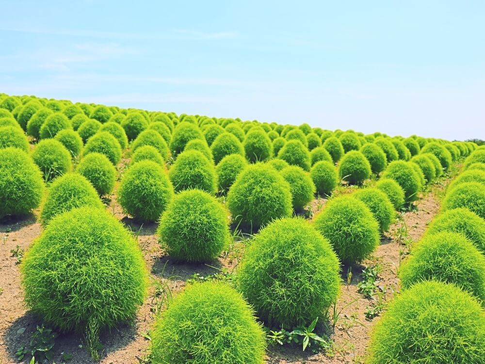 コキア　国営ひたち海浜公園　緑