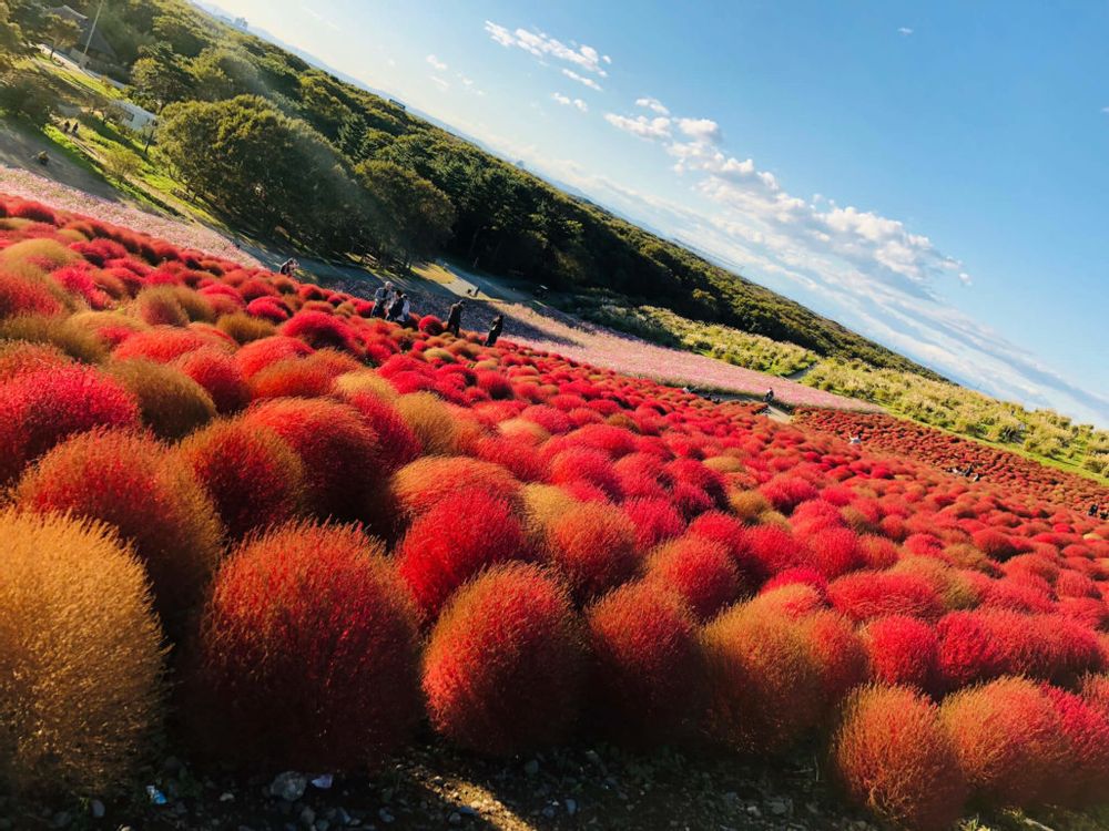 コキア　国営ひたち海浜公園　赤　紅葉