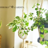 モダンで可愛い！「波佐見焼」ならどんな植物もおしゃれに見せてくれる？の画像