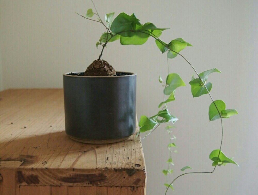 波佐見焼　鉢　花瓶　植物