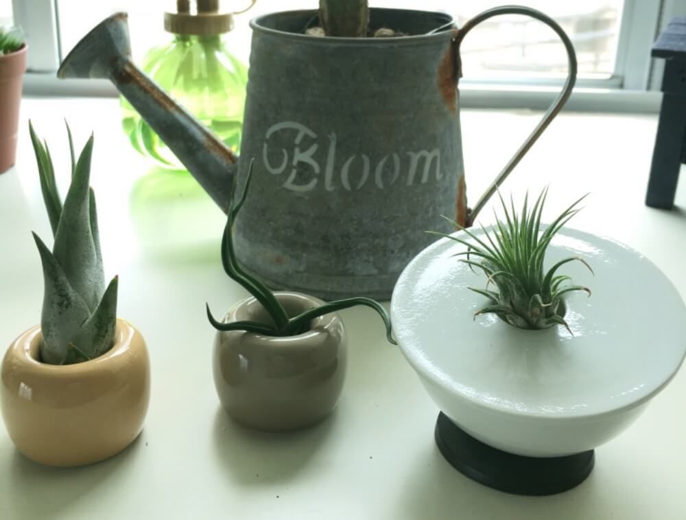 波佐見焼　鉢　花瓶　植物