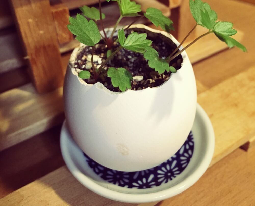 波佐見焼　鉢　花瓶　植物