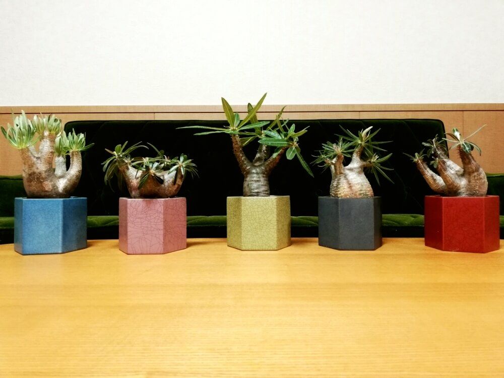 波佐見焼　鉢　花瓶　植物