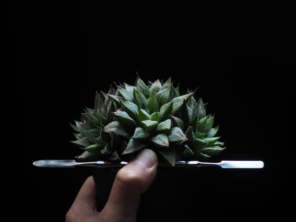 秋の園芸フォトコンテスト