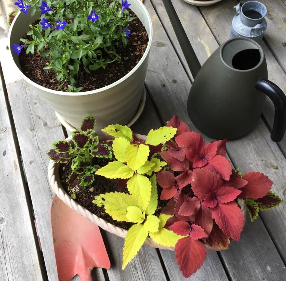 秋の園芸フォトコンテスト