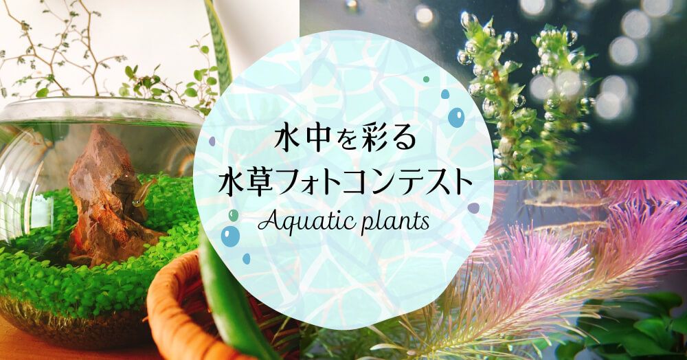 フォトコンテスト