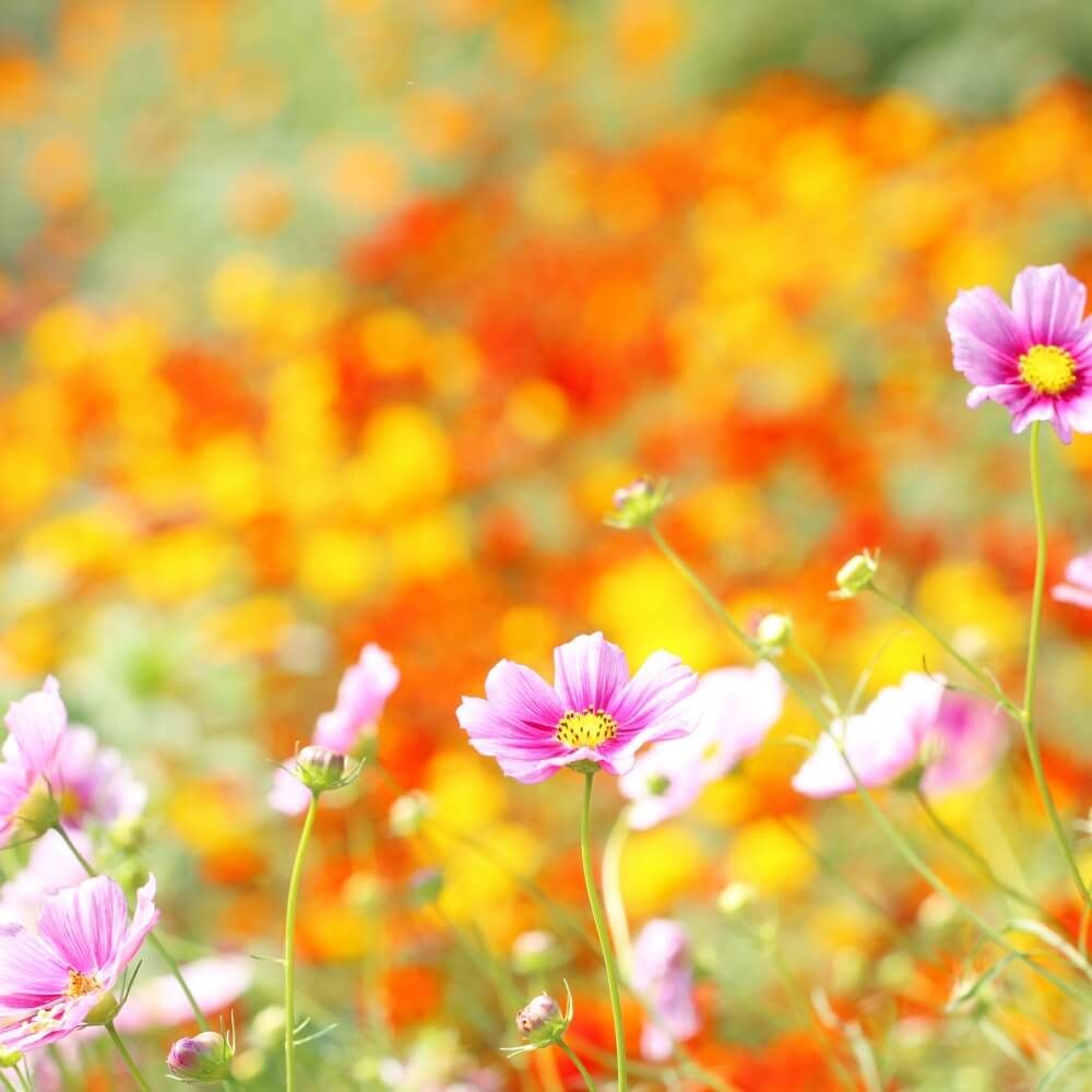 コスモスフォトコン　秋桜　花