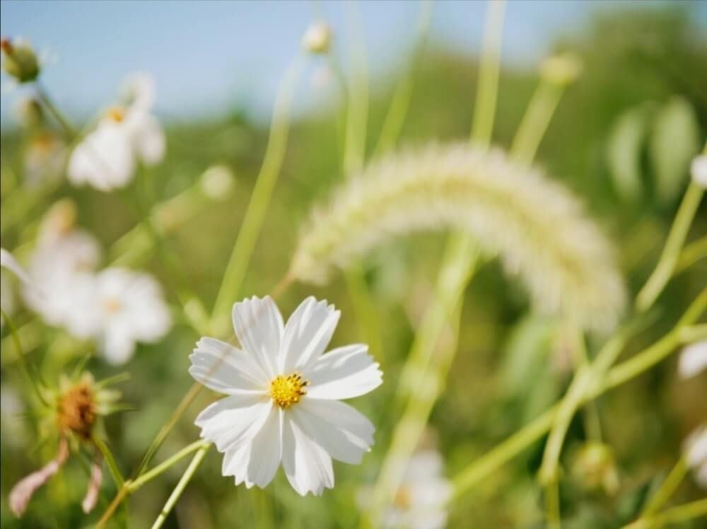 コスモスフォトコン　秋桜　花