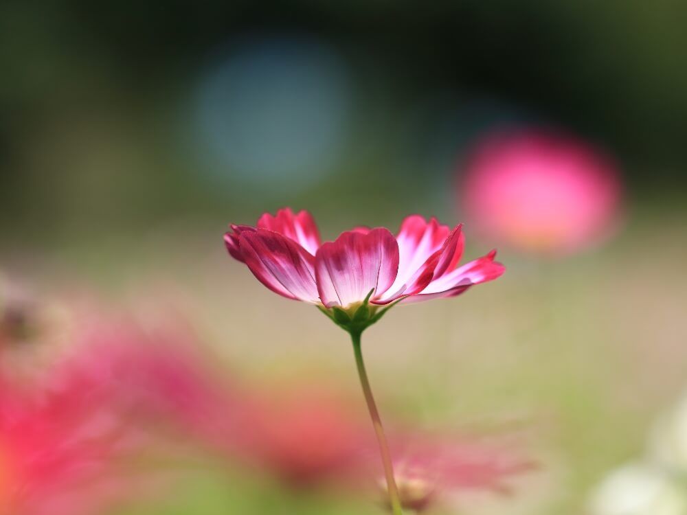 コスモスフォトコン　秋桜　花